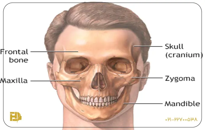 استخوان اشکی یا استخوان لاکریمال (Lacrimal bone)
