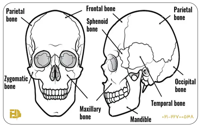 Bones of the head and face