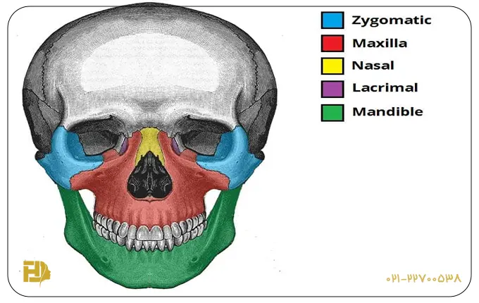 استخوان ناحیه سر و صورت